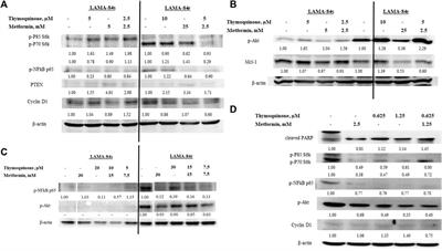 Metformin and Thymoquinone Synergistically Inhibit Proliferation of Imatinib-Resistant Human Leukemic Cells